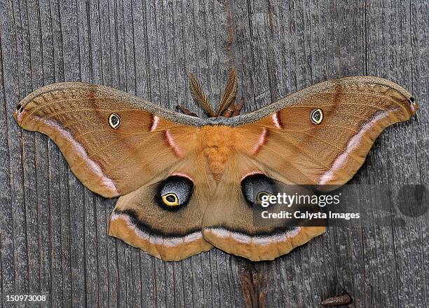 usa, pennsylvania, close-up view of beautiful butterfly - symmetry butterfly stock pictures, royalty-free photos & images