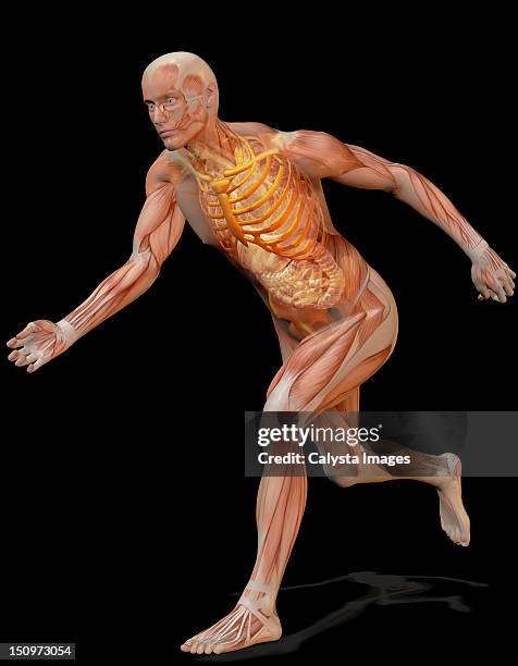 11,303 Human Muscle Anatomy Stock Photos, High Biology Diagrams