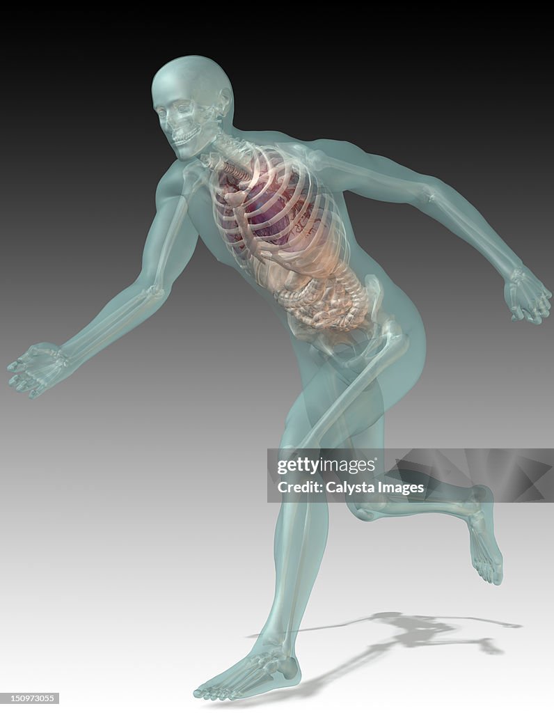 Digitally generated image of running human representation with inner human organs visible