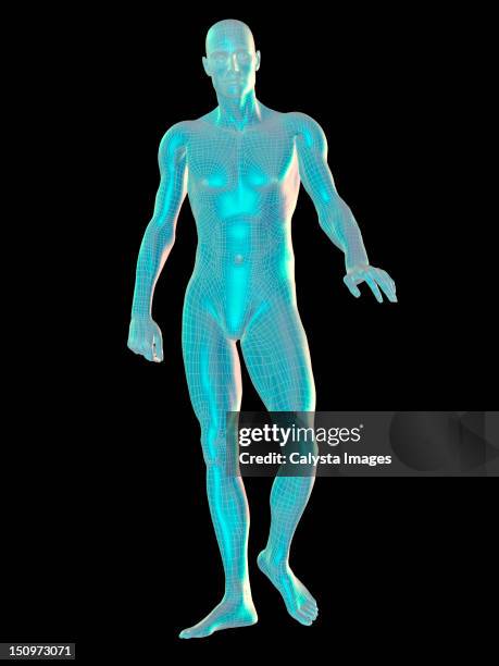 Bodygrid 111 Human Body Grid Stock Photos, High-Res Pictures, and Images - Getty ...
