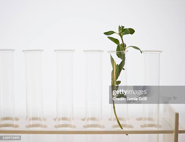 herb in test tube - omeopatia foto e immagini stock