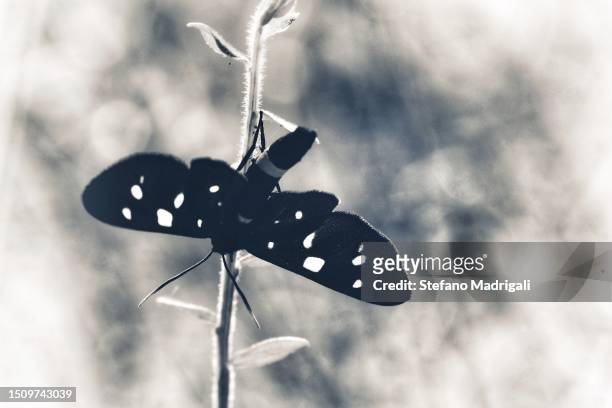 butterfly, amata phegea - amata phegea stock pictures, royalty-free photos & images
