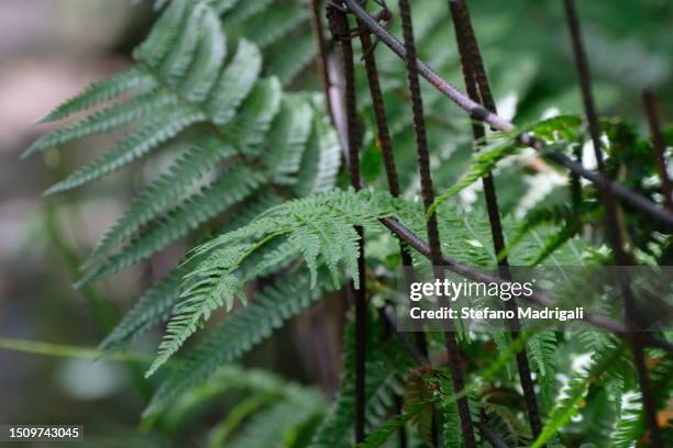 fern plant. - elkhorn fern stock pictures, royalty-free photos & images