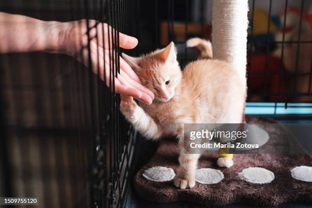 a red smooth-haired striped kitten in a cage is bored in an animal shelter or in a veterinary clinic for treatment, waiting for a doctor. - kitten heel stock pictures, royalty-free photos & images