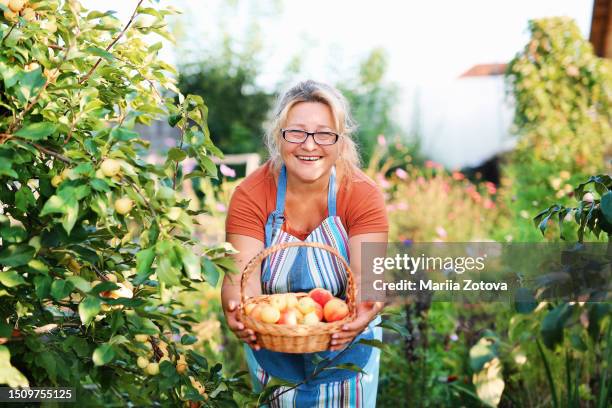 a positive, joyful gardener woman has fun holding a fruit basket in her hands against the background of an apple tree - apfelernte stock-fotos und bilder