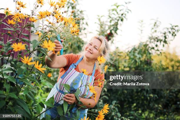 a positive woman, a joyful elderly gardener takes care of flowers on the background of the garden - mature adult gardening stock pictures, royalty-free photos & images