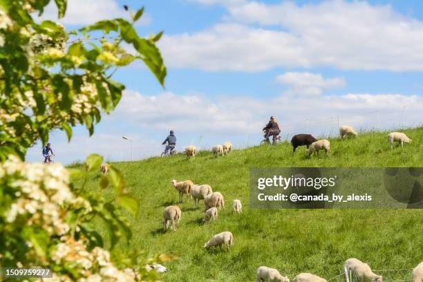 typical dutch scene - dutch family stockfoto's en -beelden