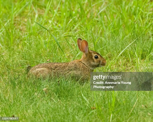 Small Rabbit Tail 799 Rabbit Tail Stock Photos, High-Res Pictures, and Images - Getty Images