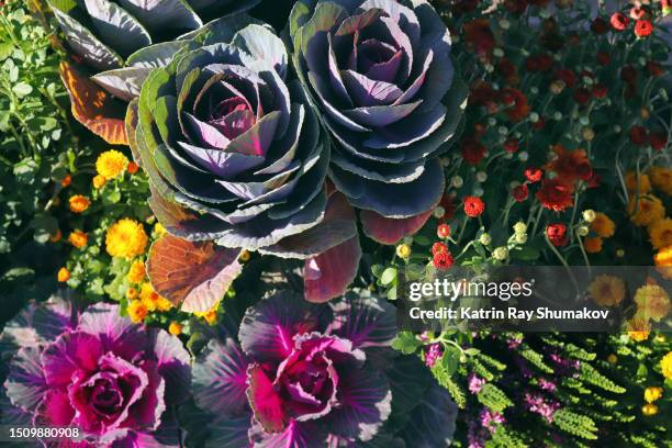 wonder gardens of autumn - kale bunch stock pictures, royalty-free photos & images