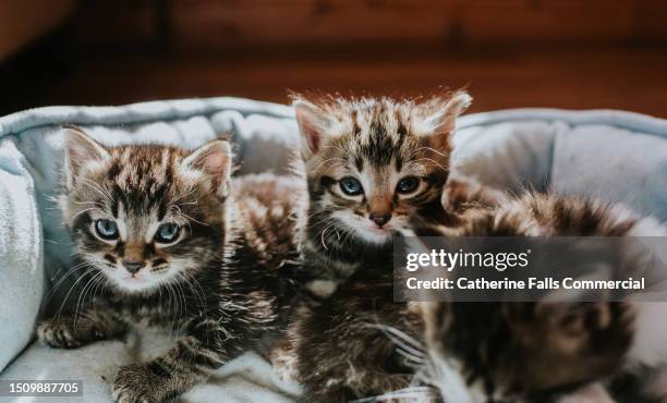 three young kittens cuddle together in a pet bed - tabby bildbanksfoton och bilder