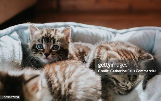 three young kittens cuddle together in a pet bed - not happy in a group stock pictures, royalty-free photos & images