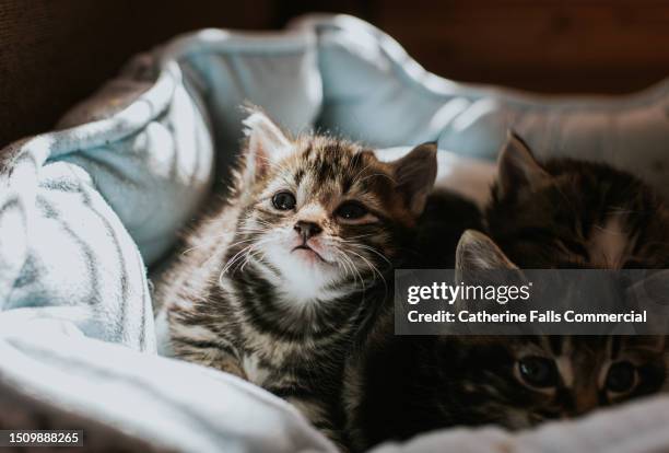 three young kittens cuddle together in a pet bed - pet food dish stock pictures, royalty-free photos & images