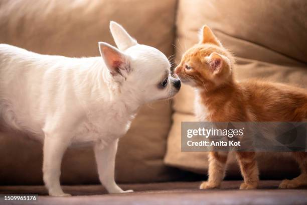 friends - chihuahua advice dog and red kitten - animal sniffing stockfoto's en -beelden