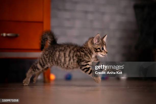 running, tabby kitten - cat purring stock pictures, royalty-free photos & images