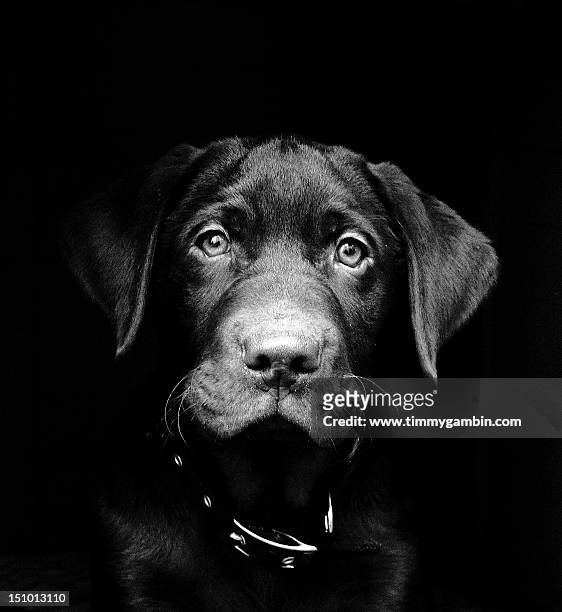 labrador puppy - www photo com stock pictures, royalty-free photos & images