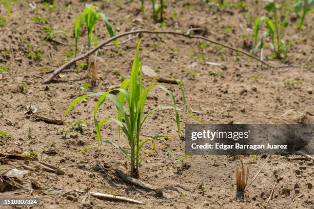 Milpa Field Rotation 142 La Milpa Stock Photos, High-Res Pictures, and Images - Getty Images