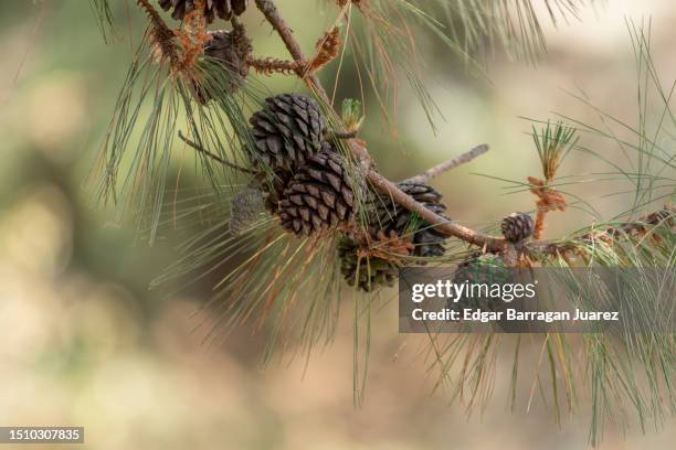 branch of a montezuma pine tree with cones hanging from it - larch tree fotografías e imágenes de stock