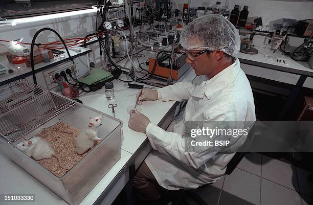 Lab Rat Numbers 214 Human Lab Rat Stock Photos, High-Res Pictures, and Images - Getty ...