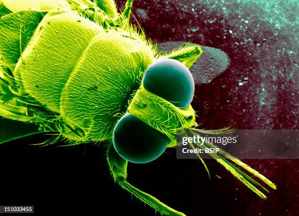 Sem Of Tse Tse Fly Glossina Sp. .