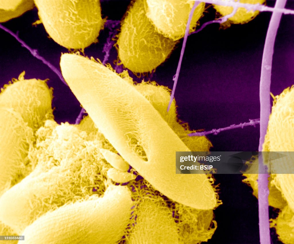 Paramoecium
