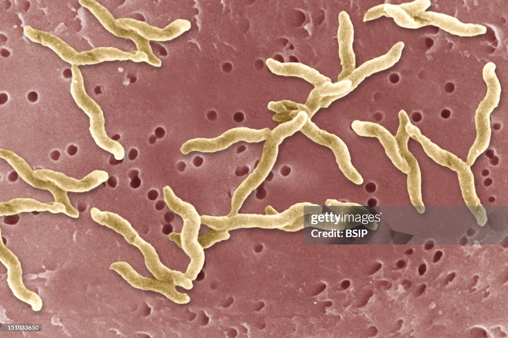 Campylobacter Jejuni