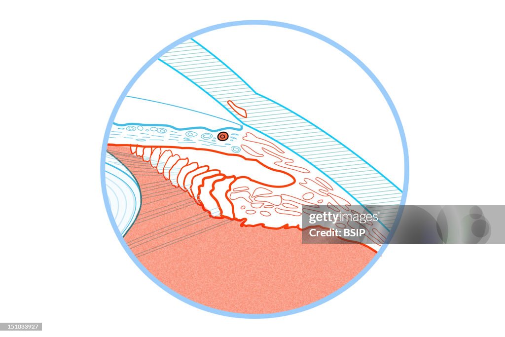 Eye, Drawing