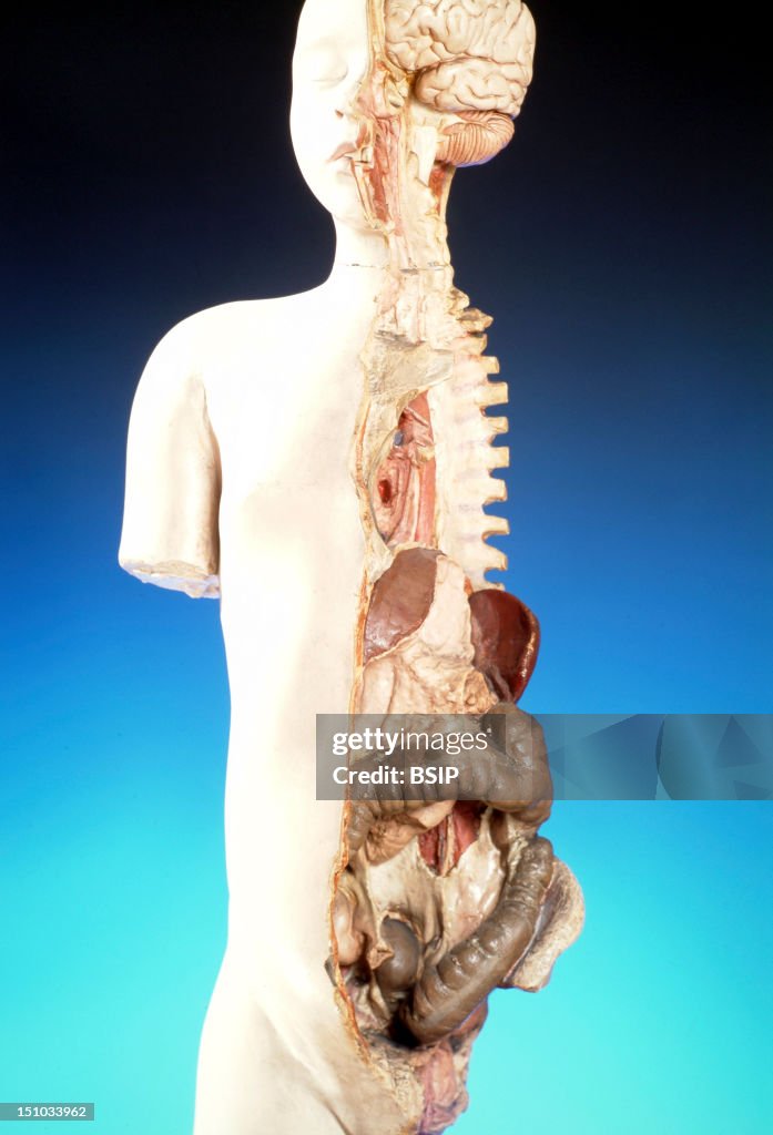 Anatomy