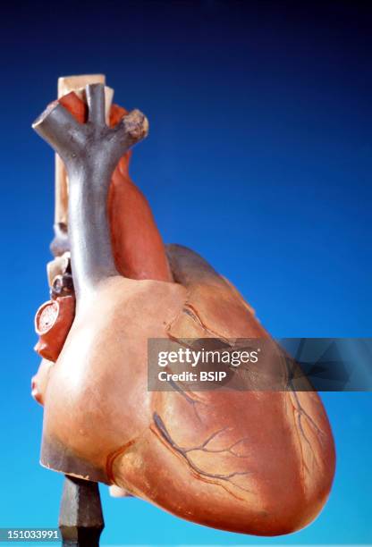 Heart Without The Pericardium. Copies Of Castings Done By A. Nicolas. The Originals Are At The Paris Museum Of Medicine.