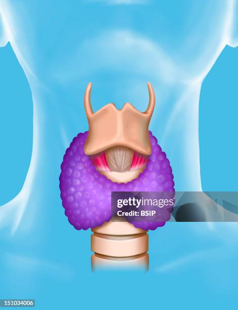 External Anatomy Of The Larynx. From The Top To The Bottom : Thyroid Cartilage Beige, Cricothyroid Ligament Beige, Cricothyroid Muscle Pink, Thyroid...