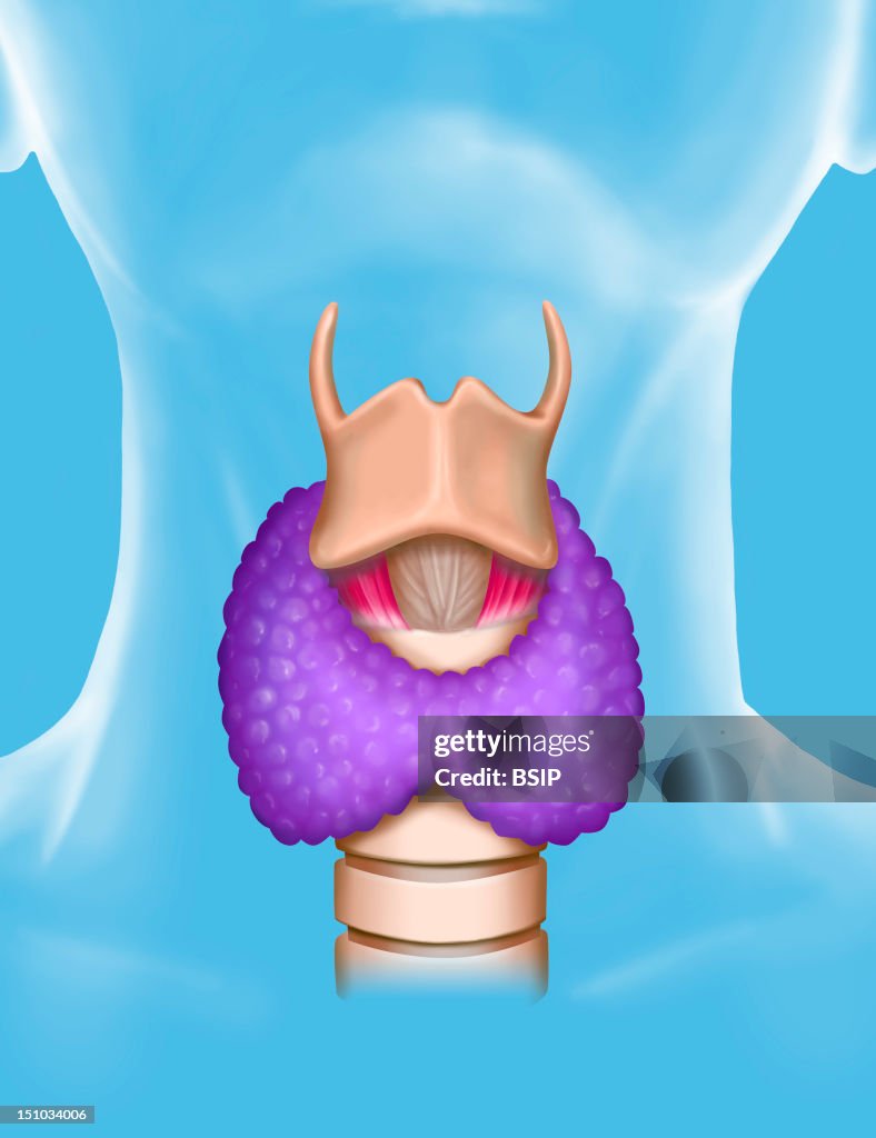 Thyroid, Illustration