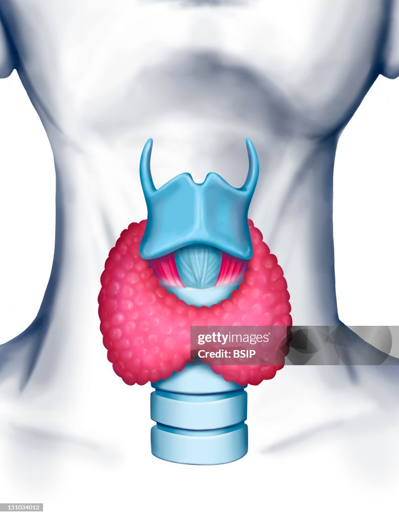 Thyroid, Illustration