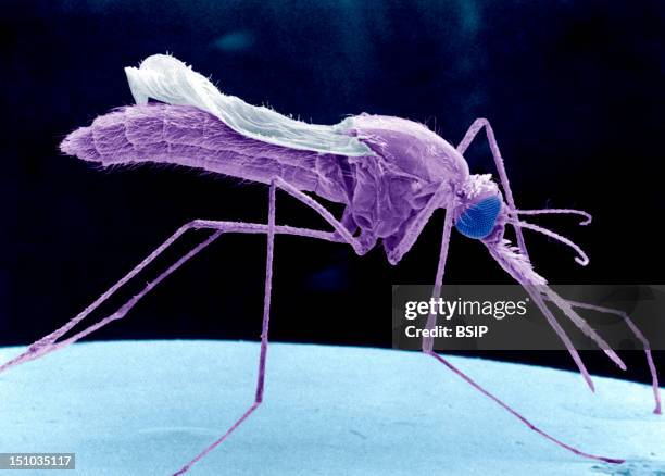 Anopheles Is A Family Of Mosquitoes. The Anophelines Subfamily Includes A Large Number Of Species Including The Mosquitoes Which Transmit Malaria And...