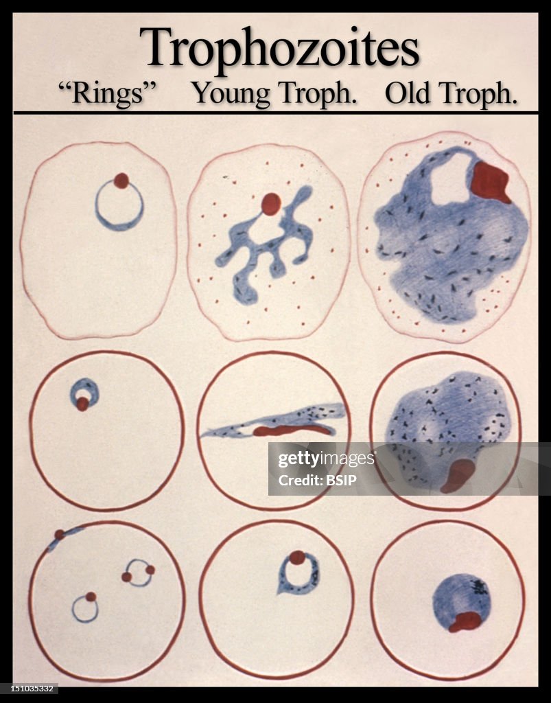 This Diagrams As A Trophozoite The Various Forms That The Photo D this-diagrams-as-a-trophozoite-the-various-forms-that-the-photo-d