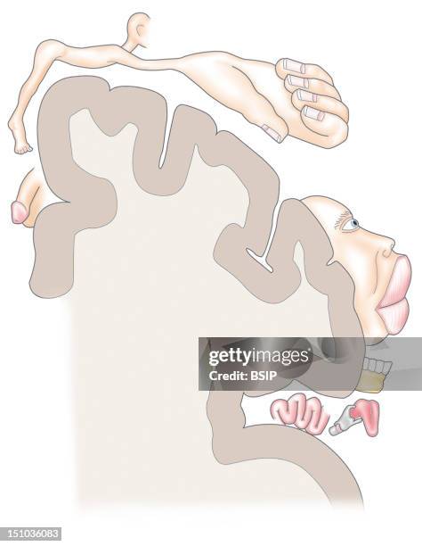 Sensory Homunculus. Sensorial Homunculus Is A Representation Of The Human Body, Distorted So As To Reflect The Relative Importance Of Each Region Of...