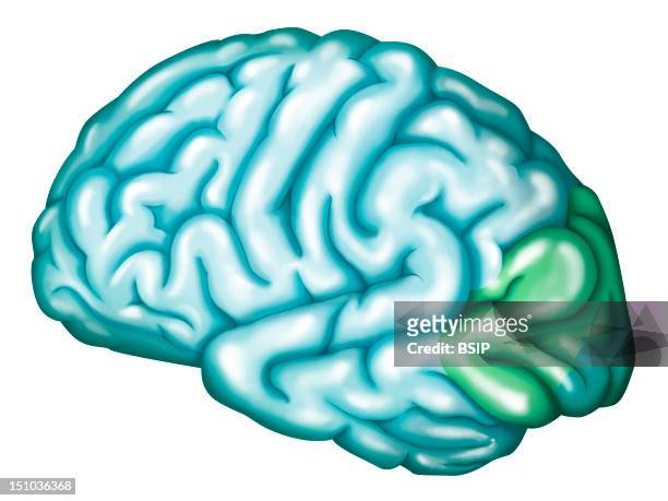 Occipital Lobe Visual Cortex. The Occipital Lobe Corresponds To The Visual Cortex Primary Visual Area Or Striate Area In Dark Green, Association...