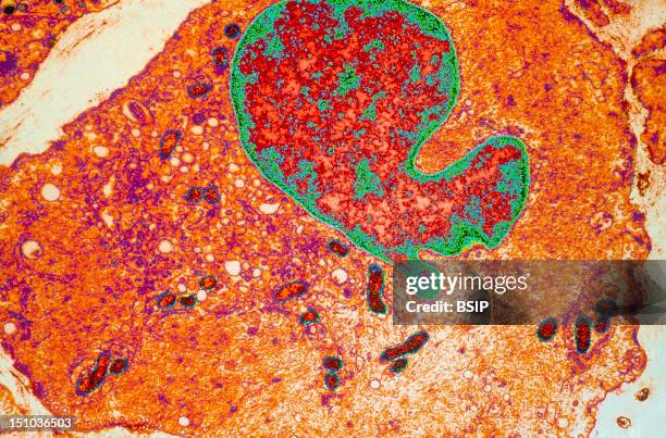 Cross Section Of Smooth Muscle Fibres. This Type Of Fibre Makes Up The Walls Of Certain Hollow Organs Stomach, Intestin, Uterus, Bladder, Etc. And...