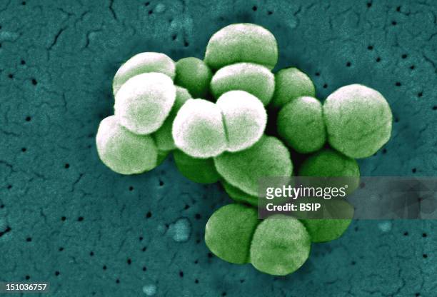 Micrococcus Luteus, Scanning Electron Micrograph Colorized Sem, X 21 930Micrococcus Luteus Is Gram Positive Coccus, Strict Aerobe, Usually Present...