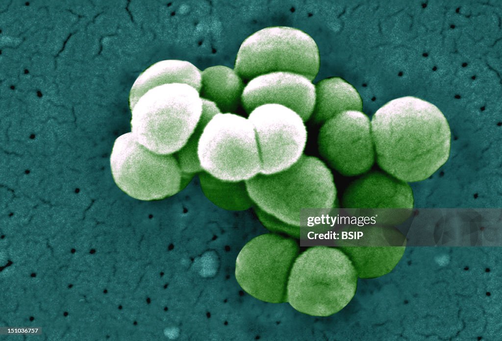 Microcoocus Micrococcus Luteus, Scanning Electron Micrograph Colorized Sem, X 21 ...