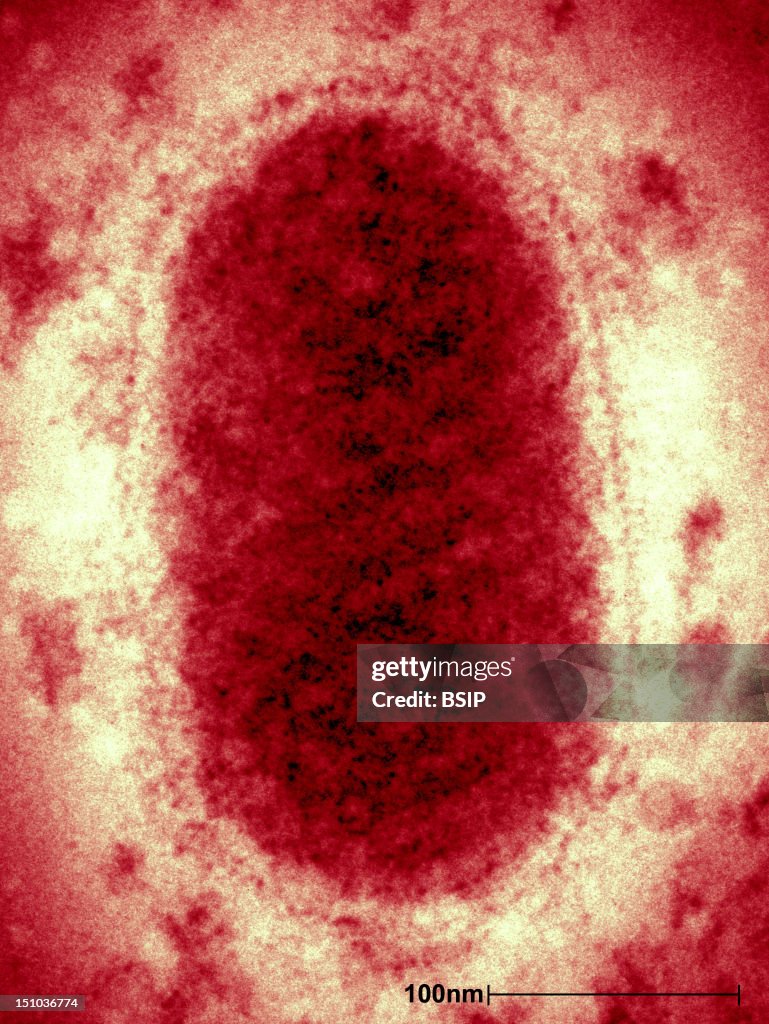 Orf Virus, Tem