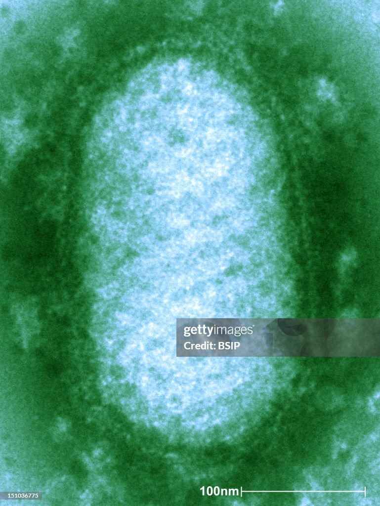 Orf Virus, Tem