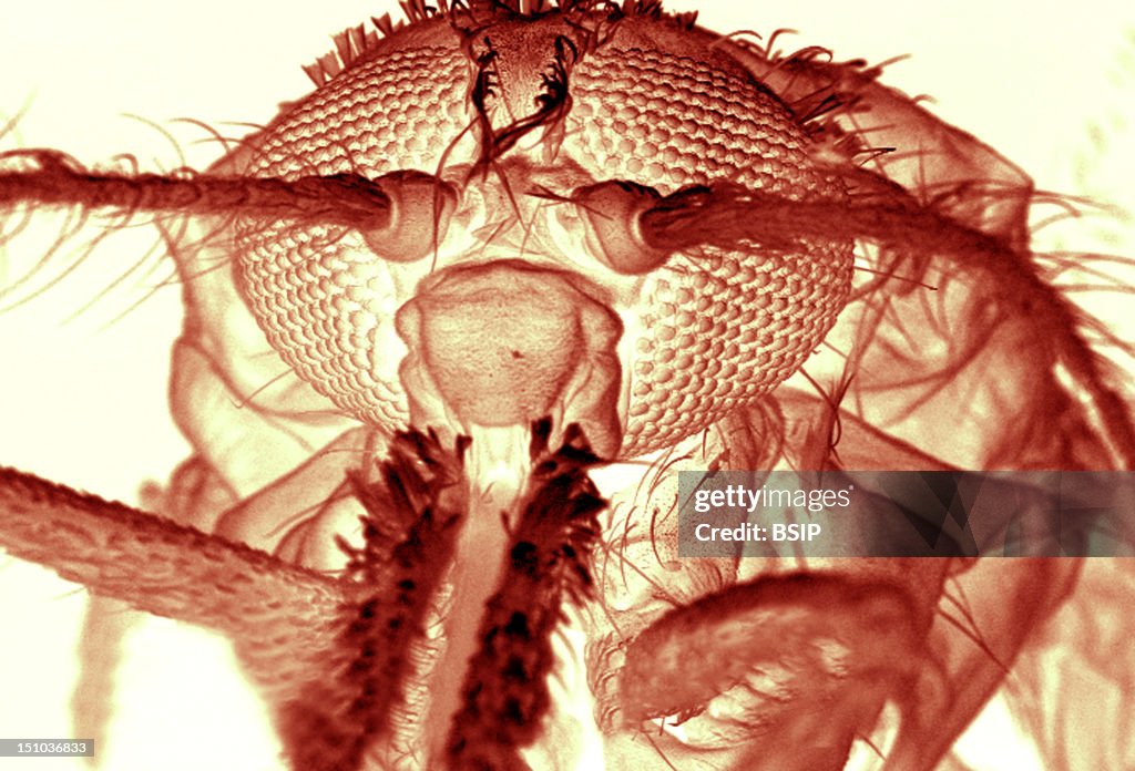 Anopheles Gambiae, Sem