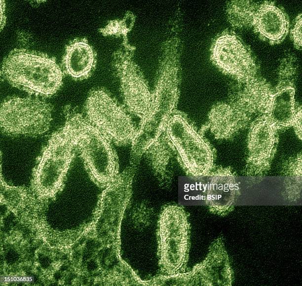 Virus H1N1, Responsible For The Deadly Pandemy Of Spanish Flu In 1918 Colorized Tem. In 2005, Dr Terrence Tumpey National Center For Infectious...