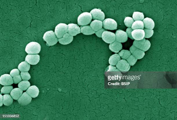 Micrococcus Luteus, Scanning Electron Micrograph Colorized Sem, X 12 230. Micrococcus Luteus Is Gram Positive Coccus, Strict Aerobe, Usually Present...