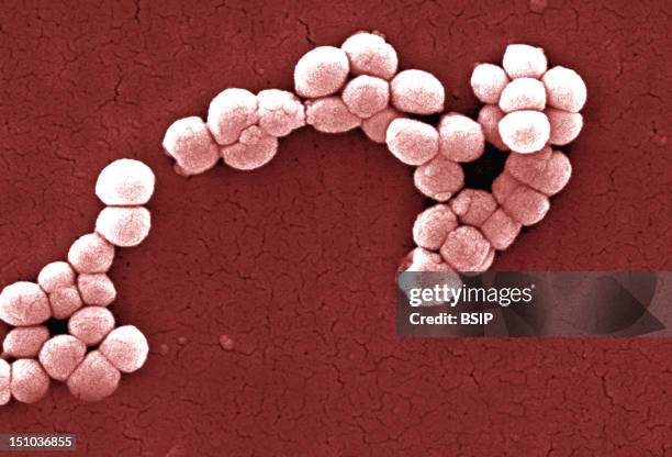 Micrococcus Luteus, Scanning Electron Micrograph Colorized Sem, X 12 230. Micrococcus Luteus Is Gram Positive Coccus, Strict Aerobe, Usually Present...