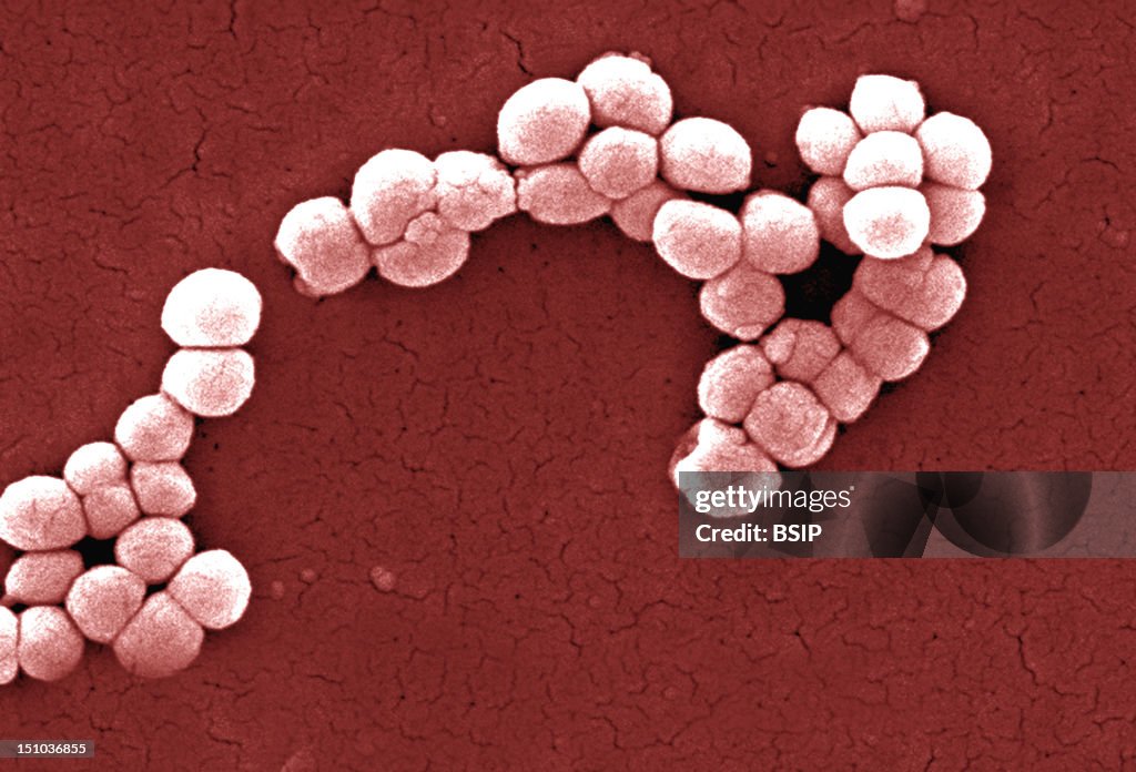 Microcoocus Micrococcus Luteus, Scanning Electron Micrograph Colorized Sem, X 12 ...