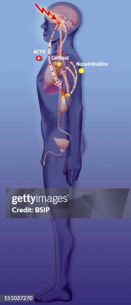 The Effects Of Stress On The Organism. Representation Of The Effects Of Stress On The Organism, In Phase Of Resistance That Is Considered As...