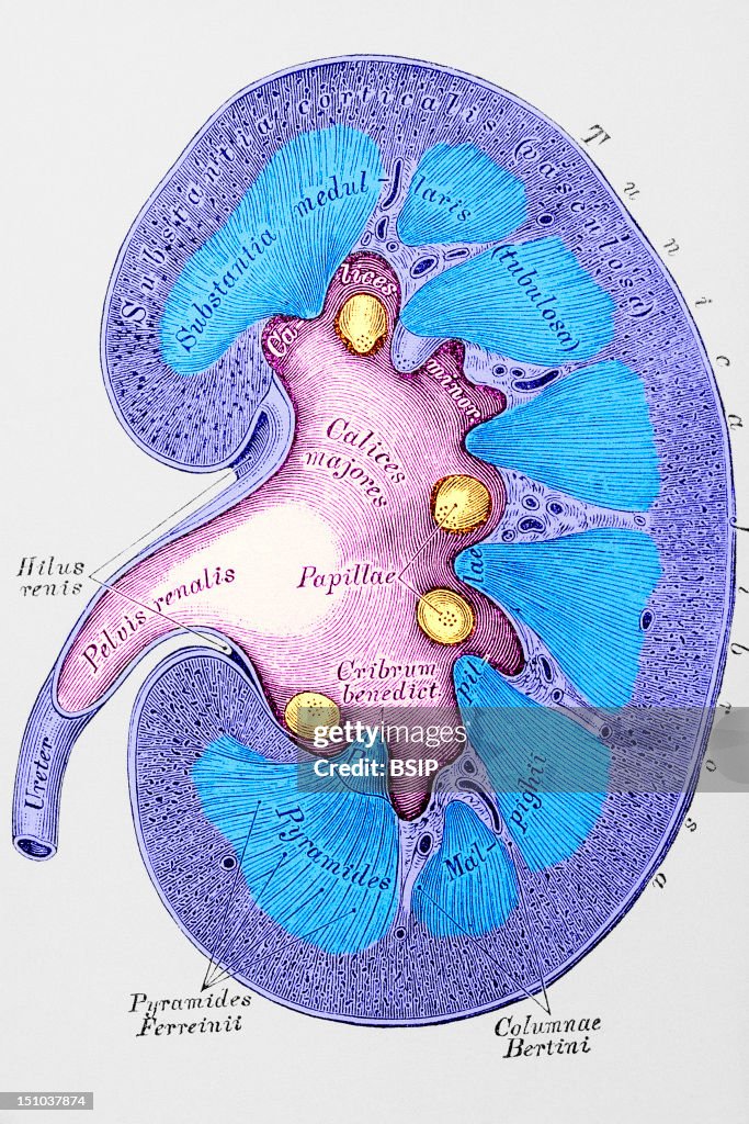 Kidney, Drawing