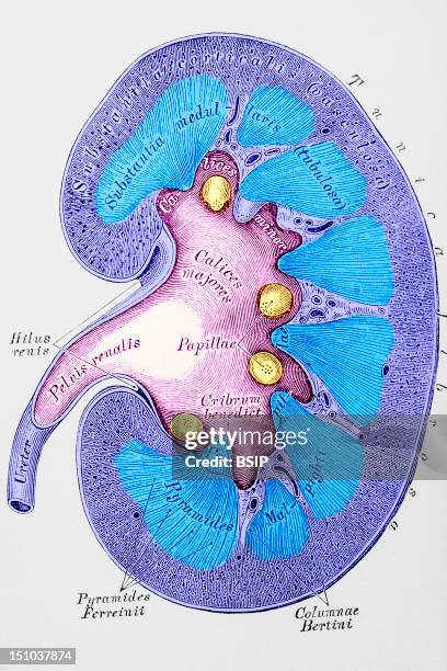 The Kidney Belongs To The Urinary System. It Is The Organ That Produces The Urine. It Has The Shape Of A Bean And Is Around 12 Cm Long. It Is...