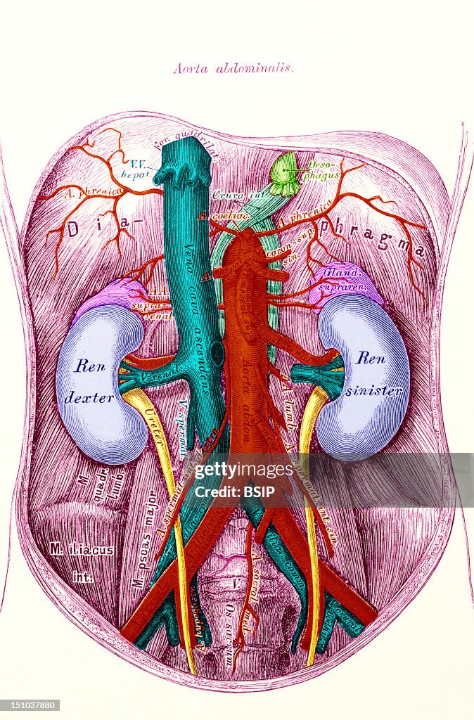 Kidney, Drawing