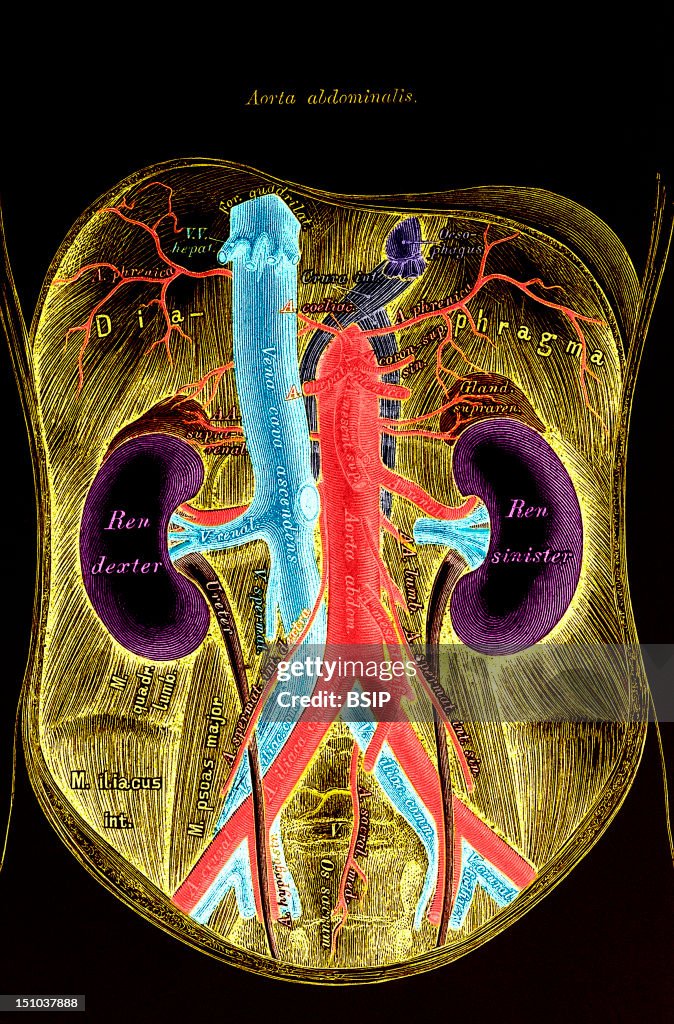 Kidney, Drawing
